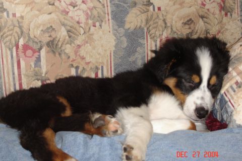 1989 Ford Bronco - Puppy sleeps soundly on a blue blanket, with a floral pattern in the background. Date stamp visible.