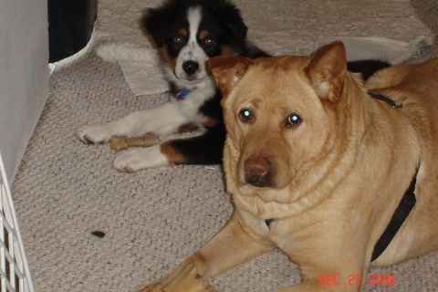 1989 Ford Bronco - Two dogs relax on the carpet, one with a blue collar and the other wearing a black harness.