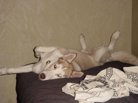 1992 Ford Bronco - Two husky dogs are relaxing on a bed, with one dog lying on its back.