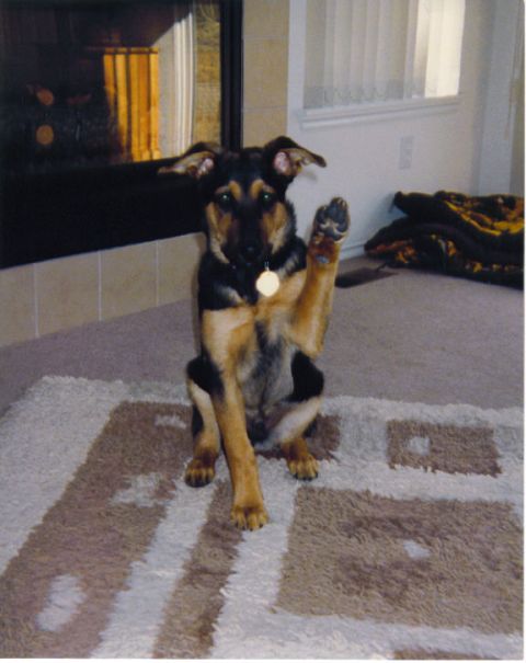1995 Ford Bronco - A dog sits on a rug in front of a fireplace, raising its paw as if to wave.