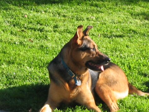 1995 Ford Bronco - A German Shepherd dog rests on a sunlit lawn.