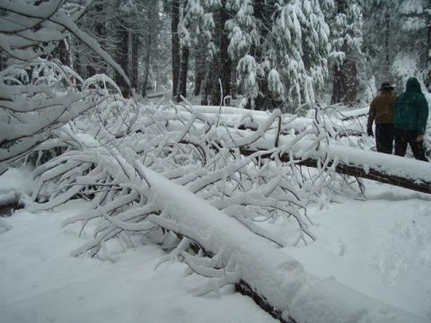 1989 Ford Bronco - because some jackass decided to steal a tractor and get it stuck the logging company put these trees in the middle of the fordyce trail