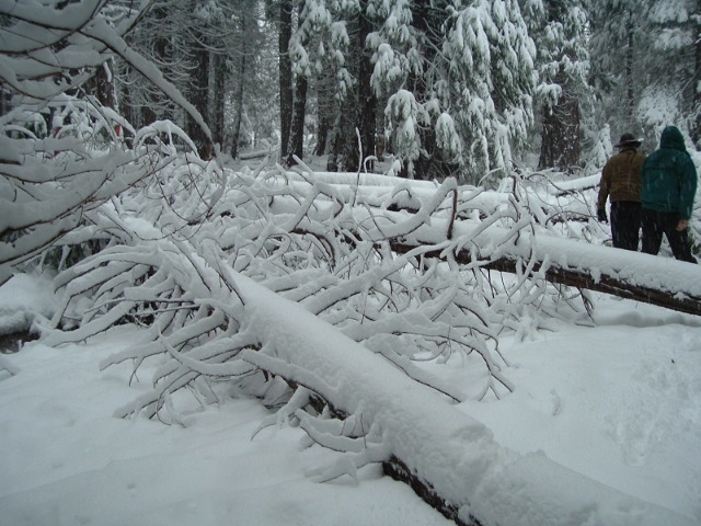 because some jackass decided to steal a tractor and get it stuck the logging company put these trees in the middle of the fordyce trail