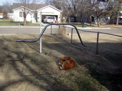 1995 Ford Bronco - A cat naps peacefully in the sun next to a fence, with a house and garage visible in the background.