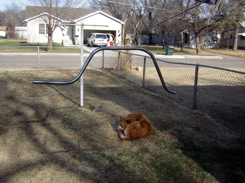 Orange cat curled up sleeping on a dry grassy hill next to a chain-link fence and a metal pole with a curved bar