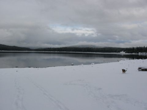 1995 Ford Bronco - A dog stands on a snowy shore next to a calm lake, with a forest and mountains visible under an overcast sky.