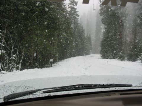 1995 Ford Bronco - Driving on a snowy road through a dense forest during a snowfall.