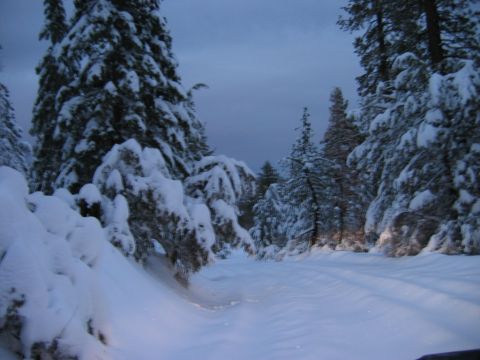 1985 Ford Bronco - Driving on a snow-covered road through a forest at dusk.