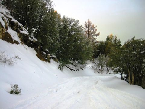 1999 Toyota Tacoma - A snow-covered mountain road with tire tracks suggests recent vehicle passage.