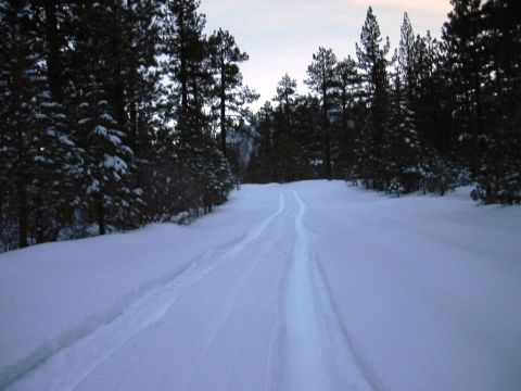 1999 Toyota Tacoma - Tire tracks mark a path through a snow-covered forest road.