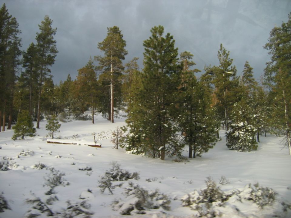 Snowy forest with pine trees and a cloudy sky. Supermotors logo visible