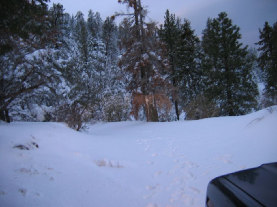 Snowy path through trees, car corner visible