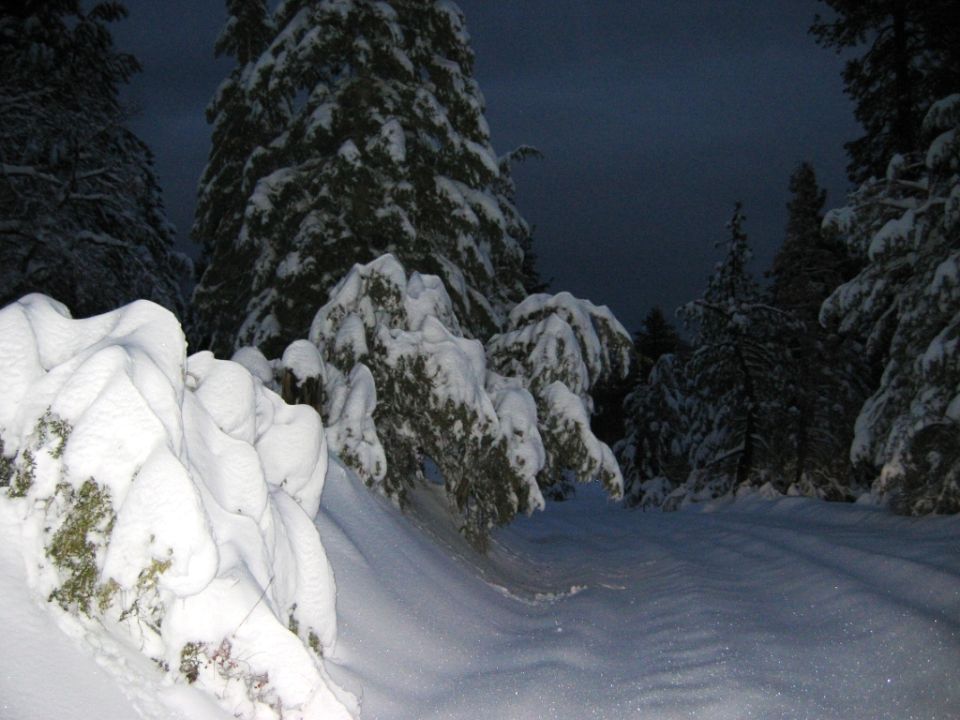 Snowy forest road with snow-covered trees and bushes, dark sky