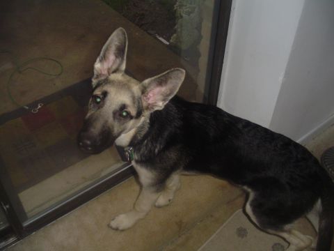 1990 Ford Bronco - A German Shepherd dog with striking green eyes and prominent ears stands indoors near a glass door.