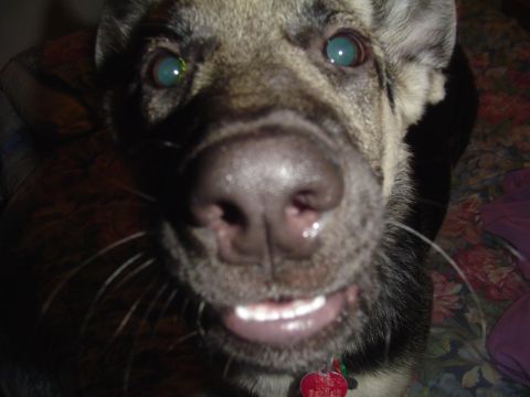 1990 Ford Bronco - A dog with a red tag on its collar looks directly at the camera with a wide smile.