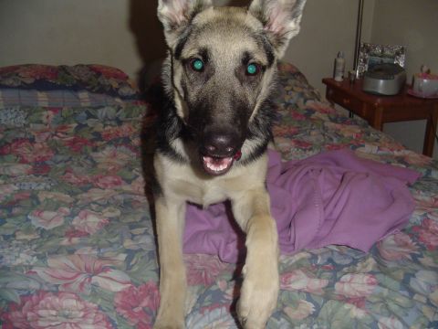 1990 Ford Bronco - A German Shepherd dog with striking blue eyes stands on a bed covered in a floral pattern.