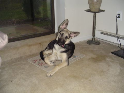 1990 Ford Bronco - A young German Shepherd puppy rests on a rug indoors, looking towards the camera with its ears perked.
