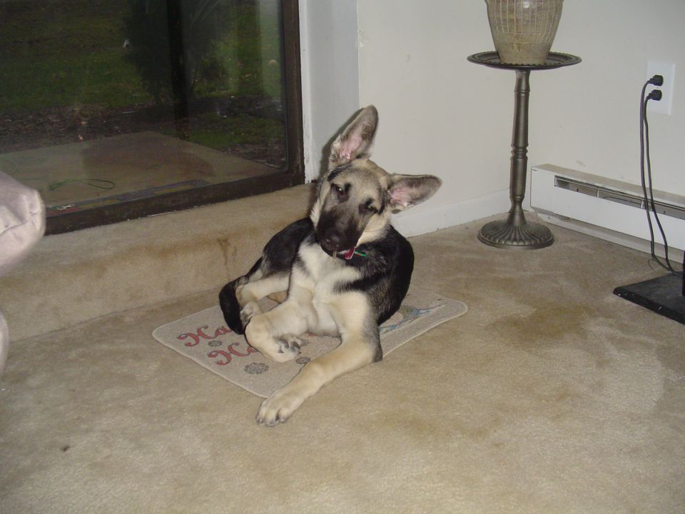 German Shepherd puppy lying on a small rug beside a sliding glass door indoors