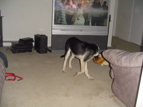 1990 Ford Bronco - Dog plays with a toy in a living room in front of a television.