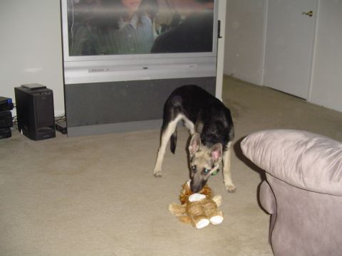 1990 Ford Bronco - A dog plays with its toy in a living room setting, with a large television in the background.
