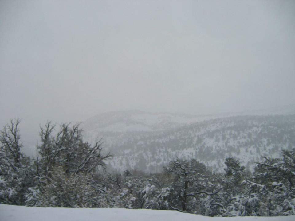 Snowy hillside with frosted trees under a gray, foggy sky