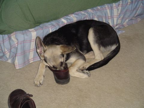 1990 Ford Bronco - A dog appears to be sleeping with its head inside a shoe.