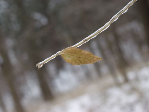 1979 Ford Bronco - A leaf is frozen to a branch in this winter scene.