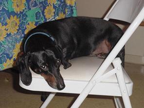 1997 Ford Crown Victoria - A black dachshund rests on a folding chair indoors.