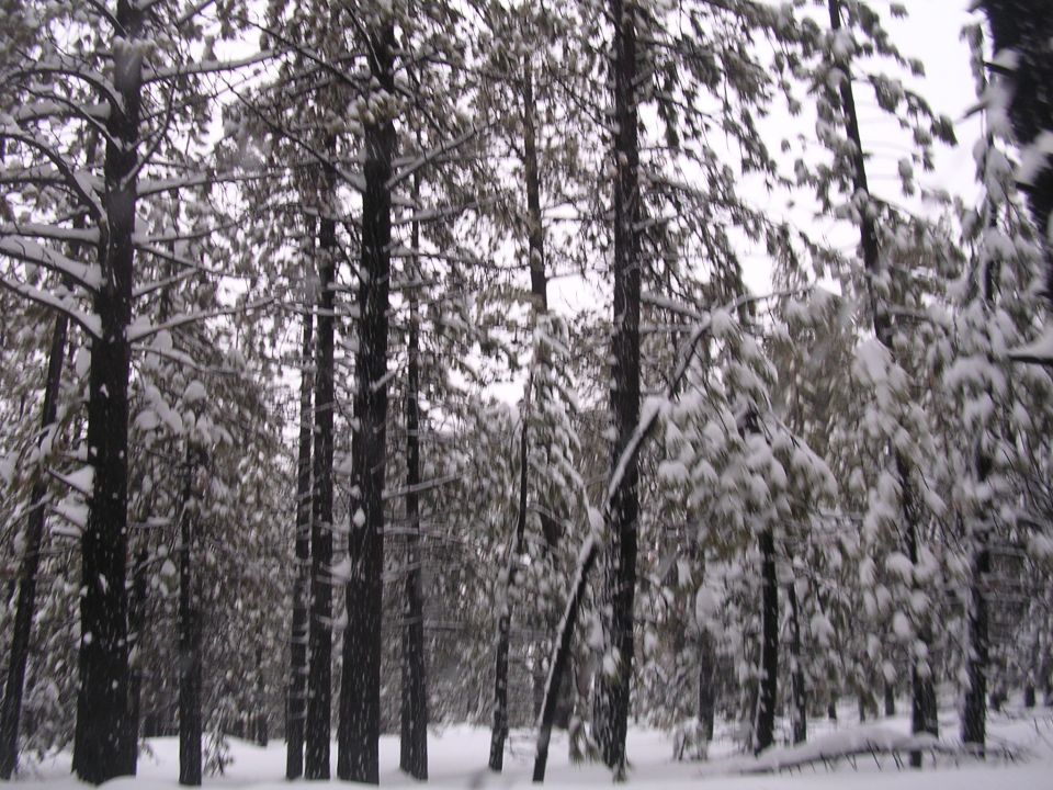 Snowy forest scene with pine trees covered in snow