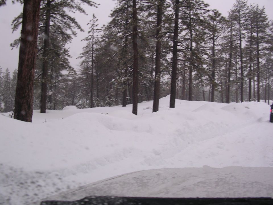 Snowy road through a pine forest, overcast sky