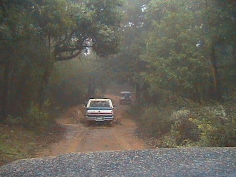 1991 Ford Bronco - Two SUVs navigate a dirt road surrounded by dense foliage.