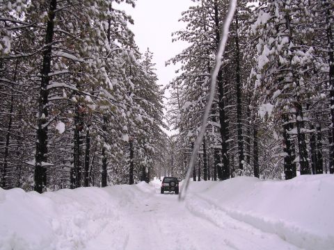 1985 Ford Bronco - A vehicle navigates a snow-covered road lined with pine trees.