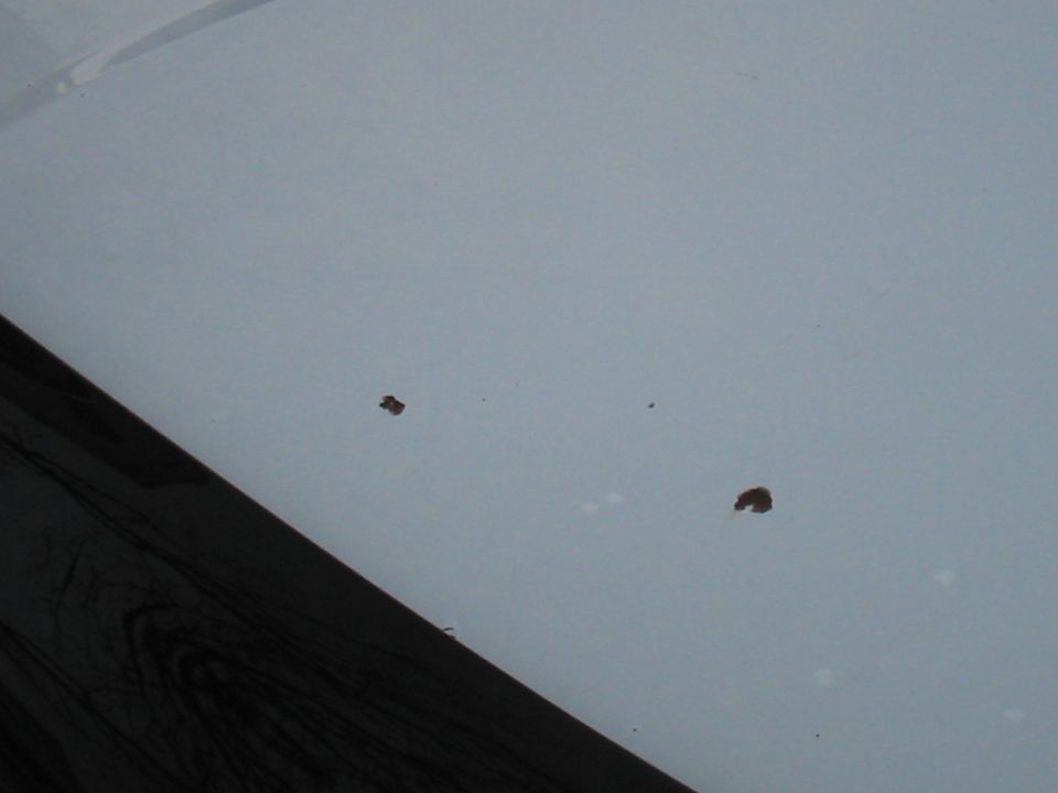 Close-up of a light-colored vehicle hood showing several small rust spots and a dark, possibly black, trim piece along the left edge