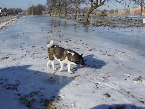 1979 Ford Bronco - A dog walks across a frozen landscape under a clear sky.