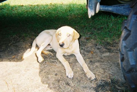 1995 Ford Bronco - A yellow lab rests on the ground near the wheel of a vehicle.