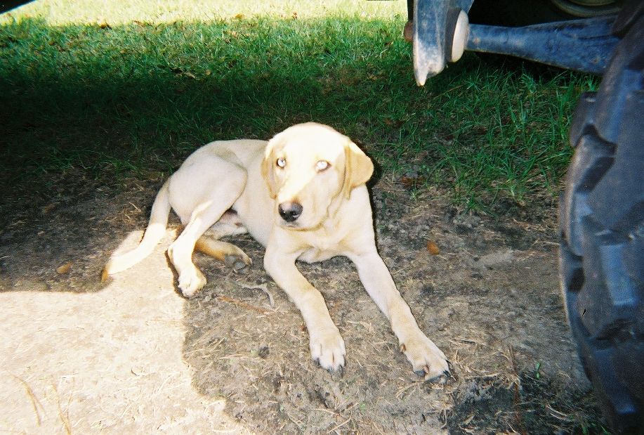 Yellow Labrador-type dog lying in dirt next to a truck's mud tire