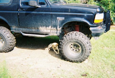 1995 Ford Bronco - My rig and my dog.