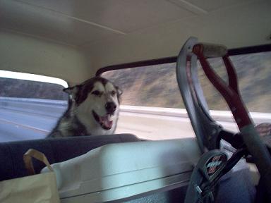 1988 Ford Bronco - A dog rides in the back seat of a vehicle, looking ahead as the car travels down a highway.