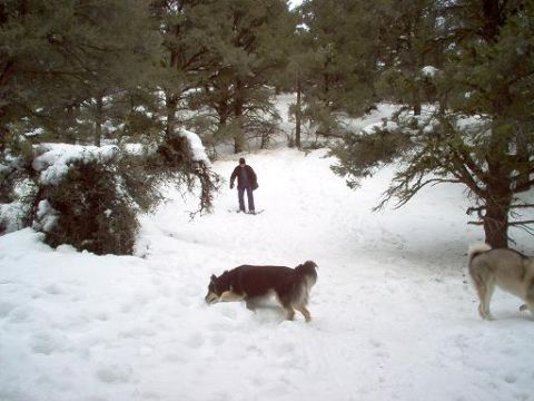 1988 Ford Bronco - A winter scene with two dogs in the foreground and a person on skis in the background, surrounded by snow-covered trees.