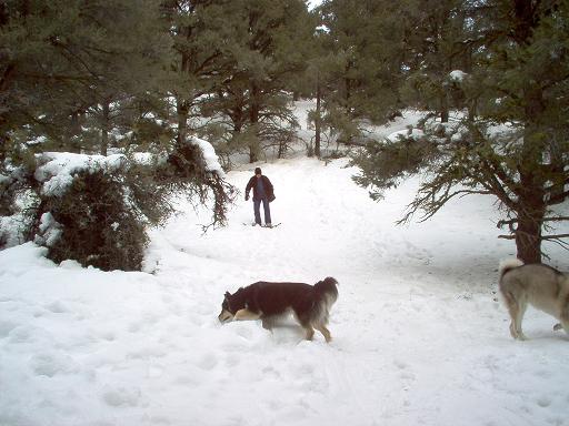 Two dogs and a person on skis in a snowy forest scene