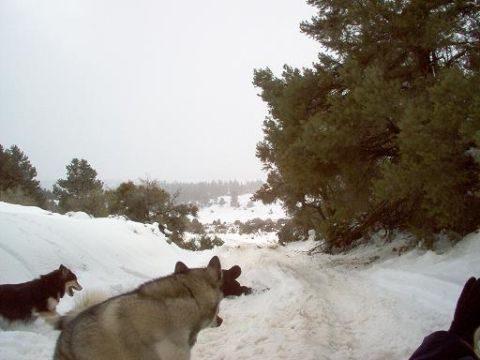 1988 Ford Bronco - Dogs explore a snowy mountain trail during winter.