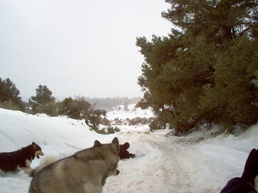 Two dogs on a snowy path with pine trees and a distant snowy landscape