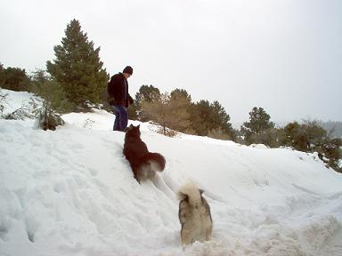 1988 Ford Bronco - A person and two dogs are playing in the snow on a hill with trees in the background.
