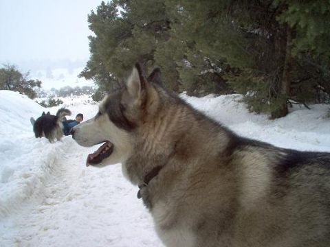 1988 Ford Bronco - A husky dog stands in the snow, with two other dogs and a person in the background.