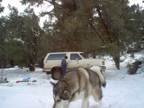 1988 Ford Bronco - A 1988 Ford Bronco is parked in a snowy wooded area, with a husky dog in the foreground.