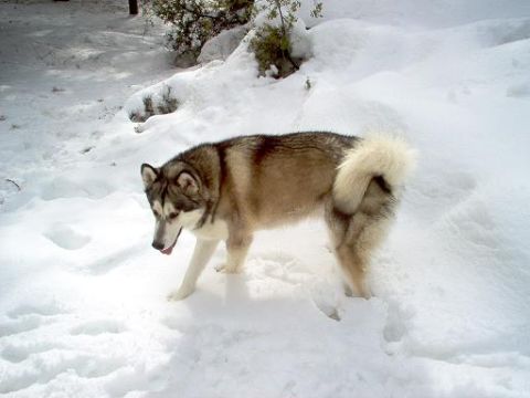 1988 Ford Bronco - A husky dog walks through a snowy landscape with trees in the background.