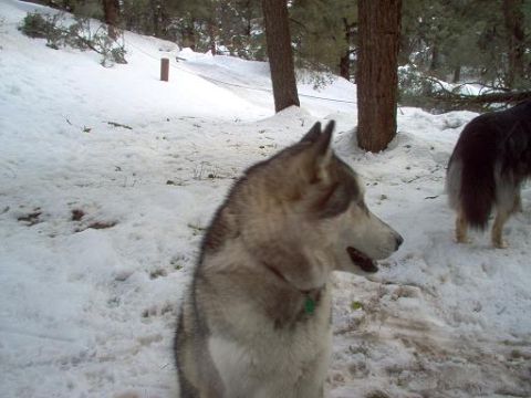 1988 Ford Bronco - Two dogs are in a snowy forest clearing with pine trees and a wooden post.