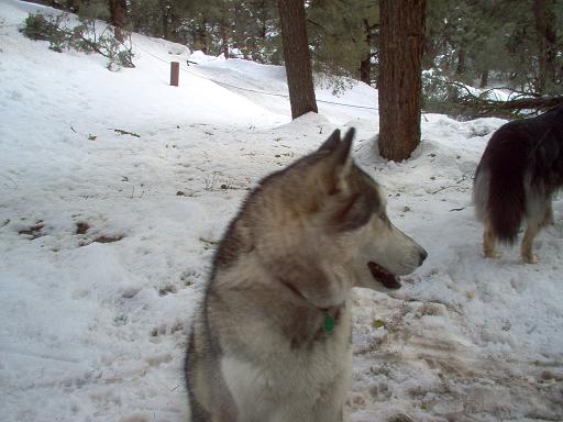 Two dogs stand in a snowy forest clearing with pine trees