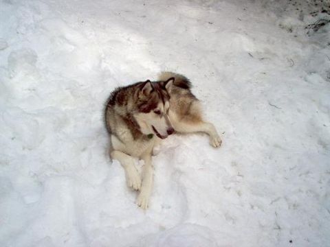 1988 Ford Bronco - A husky dog rests comfortably in a snowy landscape.