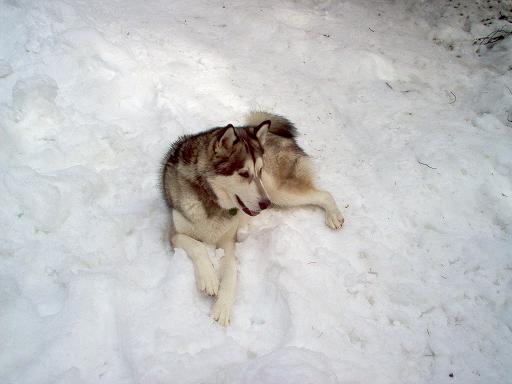 Husky dog lying in snow